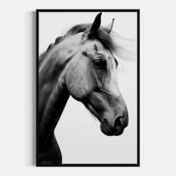 Caballo | Lusitano