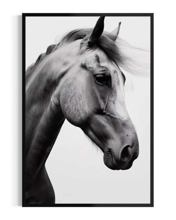 Caballo | Lusitano