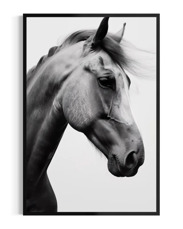 Caballo | Lusitano