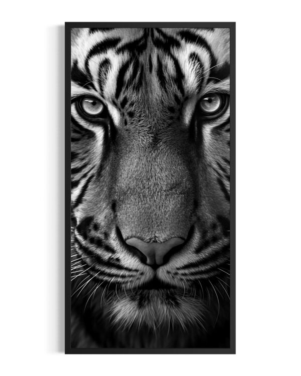 Tigre | Bengala