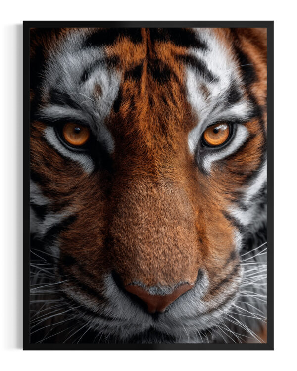 Tigre | Sumatra