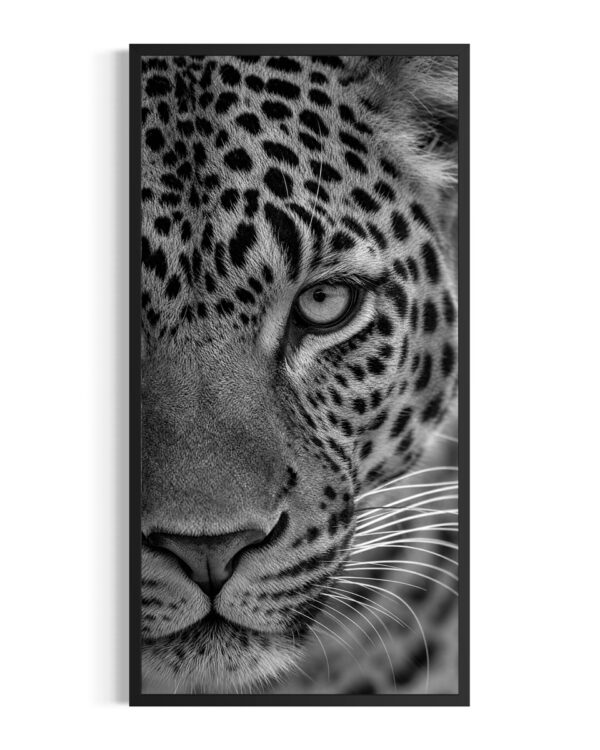 Leopardo | Kruger