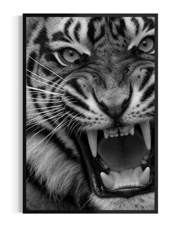 Tigre | Ussuri